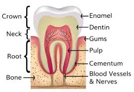 Diagram showing parts of a tooth including crown, neck, root, enamel, dentin, pulp, gums, cementum, blood vessels, and nerves